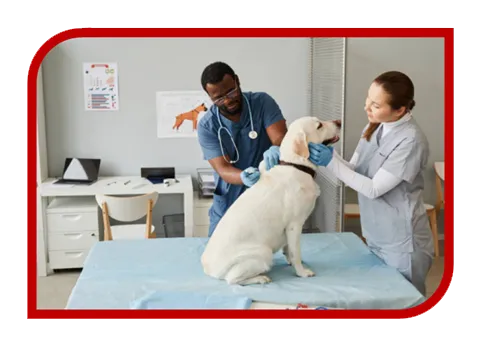 Construção de Site para Clínica Veterinária