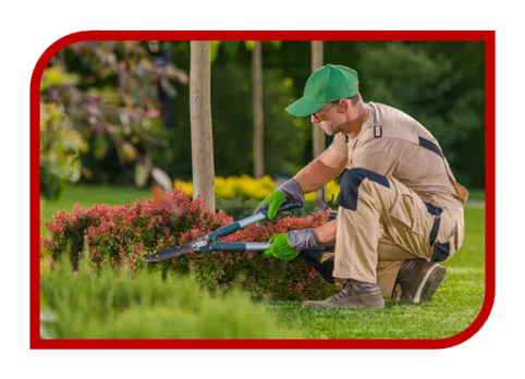 Construção de Site para Jardineiro