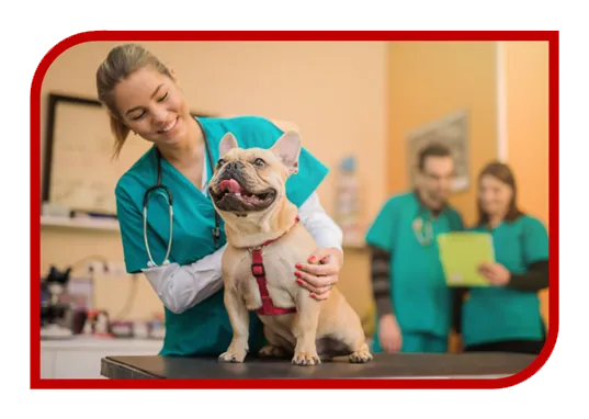 Construção de Site para Veterinário